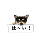 お口が悪い黒柴ちゃん（個別スタンプ：4）