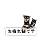 お口が悪い黒柴ちゃん（個別スタンプ：5）