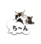 お口が悪い黒柴ちゃん（個別スタンプ：13）