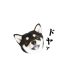 お口が悪い黒柴ちゃん（個別スタンプ：14）