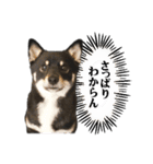 お口が悪い黒柴ちゃん（個別スタンプ：21）