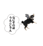 お口が悪い黒柴ちゃん（個別スタンプ：32）