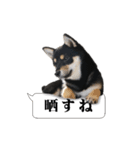 お口が悪い黒柴ちゃん（個別スタンプ：35）