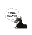 お口が悪い黒柴ちゃん（個別スタンプ：40）