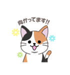 にゃっち 三毛猫 シンプル スタンプ（個別スタンプ：7）
