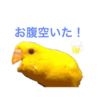 日常で使えるスタンプ（セキセイインコ）（個別スタンプ：2）