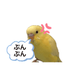 日常で使えるスタンプ（セキセイインコ）（個別スタンプ：10）