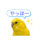 日常で使えるスタンプ（セキセイインコ）（個別スタンプ：16）