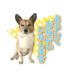 ちくわ犬アイボの日常スタンプ（個別スタンプ：2）