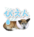 ちくわ犬アイボの日常スタンプ（個別スタンプ：3）