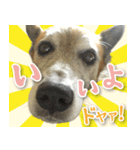ちくわ犬アイボの日常スタンプ（個別スタンプ：4）