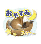 ちくわ犬アイボの日常スタンプ（個別スタンプ：5）