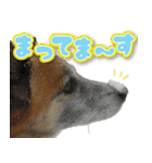 ちくわ犬アイボの日常スタンプ（個別スタンプ：6）