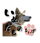 ちくわ犬アイボの日常スタンプ（個別スタンプ：7）