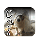 ちくわ犬アイボの日常スタンプ（個別スタンプ：10）