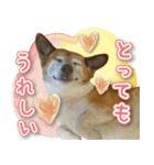 ちくわ犬アイボの日常スタンプ（個別スタンプ：11）