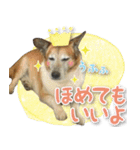 ちくわ犬アイボの日常スタンプ（個別スタンプ：13）