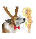 ちくわ犬アイボの日常スタンプ（個別スタンプ：15）