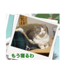 猫の関西弁スタンプ（個別スタンプ：3）