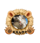 猫の関西弁スタンプ（個別スタンプ：13）