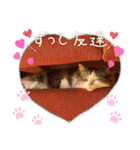 猫の関西弁スタンプ（個別スタンプ：25）