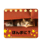 猫の関西弁スタンプ（個別スタンプ：26）