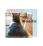 猫の関西弁スタンプ（個別スタンプ：29）