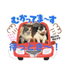 猫の関西弁スタンプ（個別スタンプ：32）