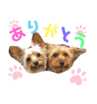ウチのヨーキーちゃん達♡2（個別スタンプ：2）