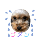 ウチのヨーキーちゃん達♡2（個別スタンプ：9）