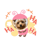 ウチのヨーキーちゃん達♡2（個別スタンプ：11）