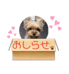 ウチのヨーキーちゃん達♡2（個別スタンプ：12）