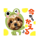 ウチのヨーキーちゃん達♡2（個別スタンプ：14）