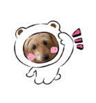 ウチのヨーキーちゃん達♡2（個別スタンプ：20）