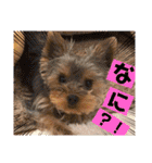 ウチのヨーキーちゃん達♡2（個別スタンプ：24）