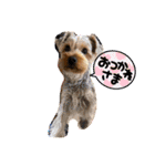 ウチのヨーキーちゃん達♡2（個別スタンプ：31）