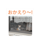 かぼまる水産（個別スタンプ：7）