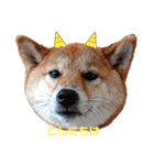 柴犬のよもぎさん（個別スタンプ：1）