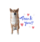 柴犬のよもぎさん（個別スタンプ：2）