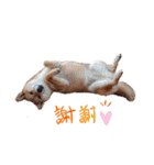 柴犬のよもぎさん（個別スタンプ：3）