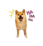 柴犬のよもぎさん（個別スタンプ：4）