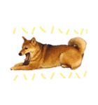 柴犬のよもぎさん（個別スタンプ：5）