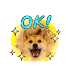 柴犬のよもぎさん（個別スタンプ：7）