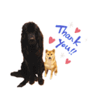 柴犬のよもぎさん（個別スタンプ：8）