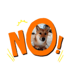 柴犬のよもぎさん（個別スタンプ：9）