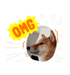 柴犬のよもぎさん（個別スタンプ：10）