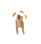 柴犬のよもぎさん（個別スタンプ：12）