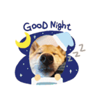 柴犬のよもぎさん（個別スタンプ：14）