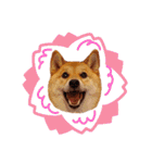 柴犬のよもぎさん（個別スタンプ：15）