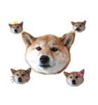 柴犬のよもぎさん（個別スタンプ：17）